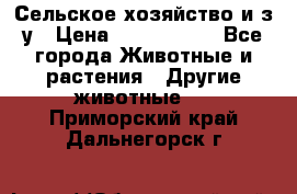 Сельское хозяйство и з/у › Цена ­ 2 500 000 - Все города Животные и растения » Другие животные   . Приморский край,Дальнегорск г.